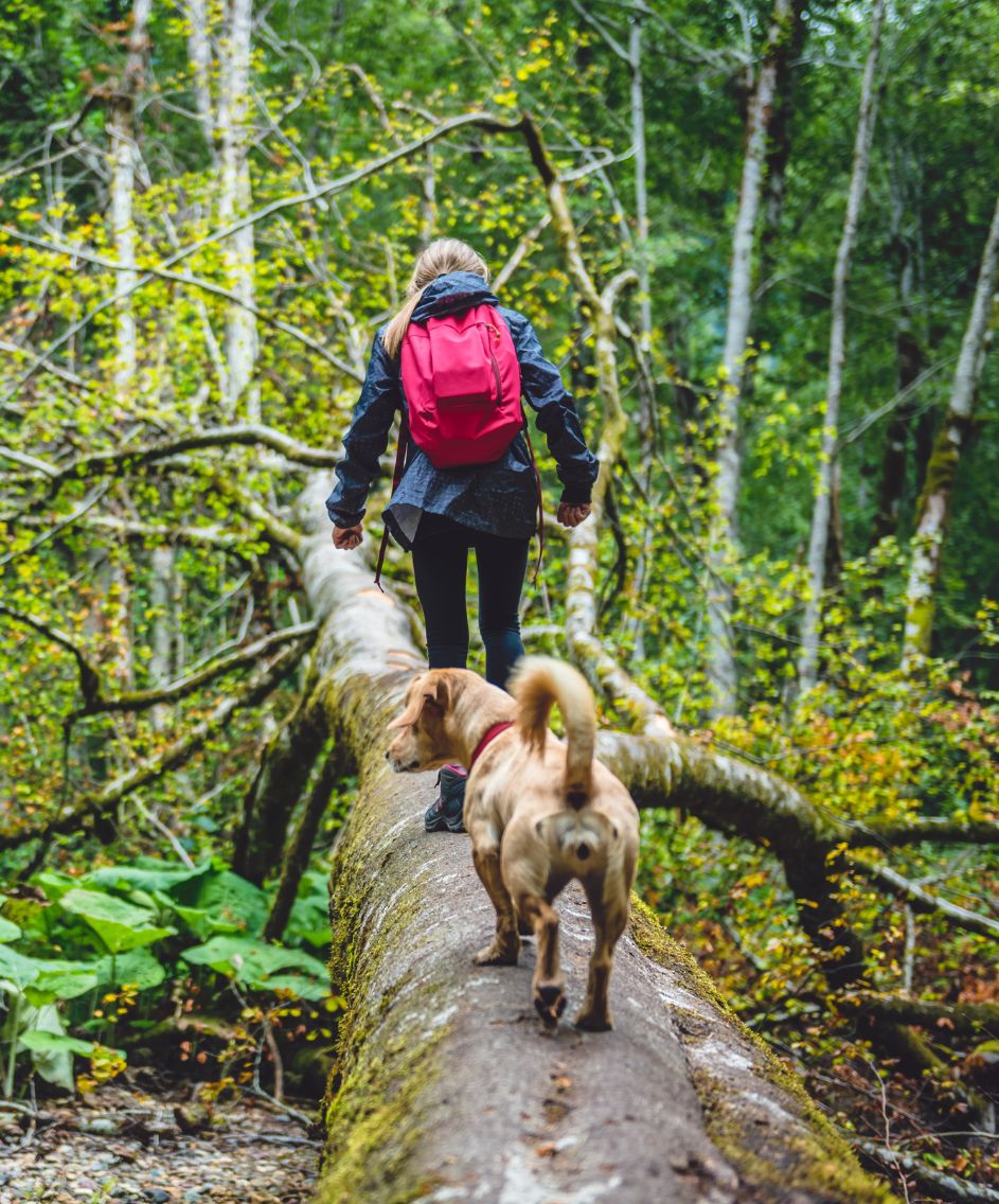 Spaziergang mit Hunde ueber Baumstamm