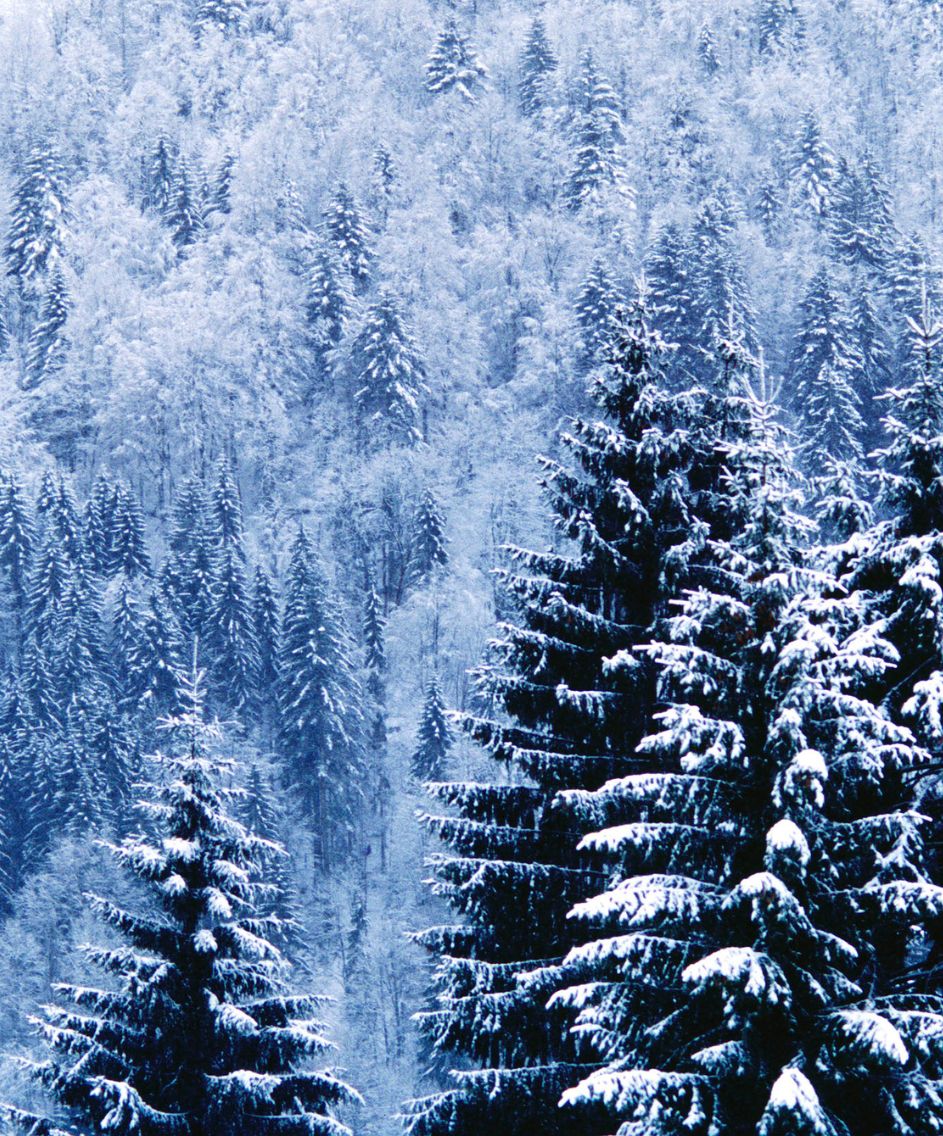 Schwarzwald im Winter