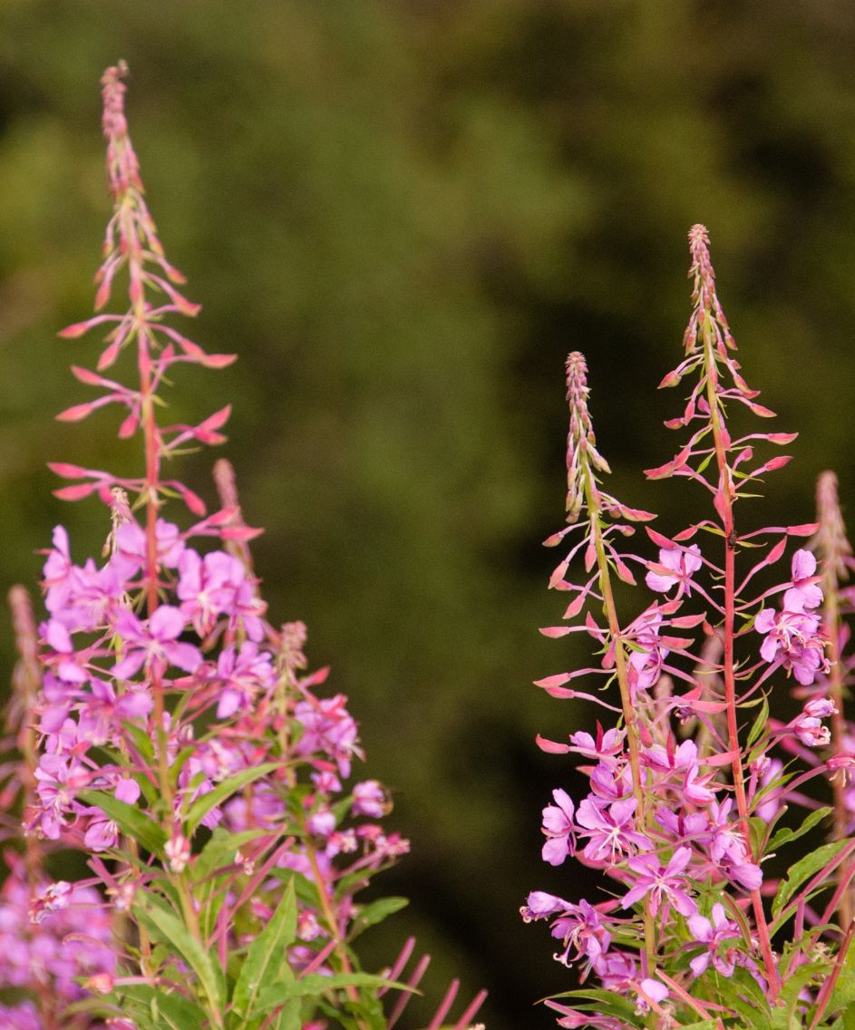 Flora Bannwald Wilder See