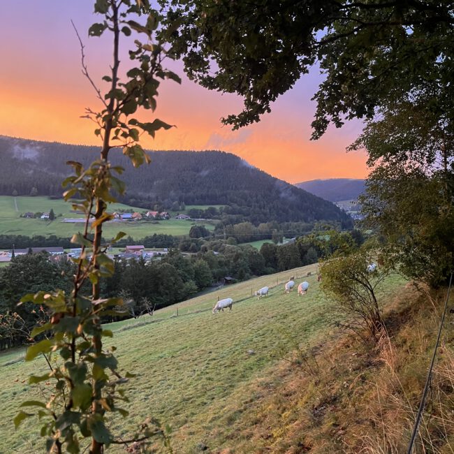 Kühe im Abendrot