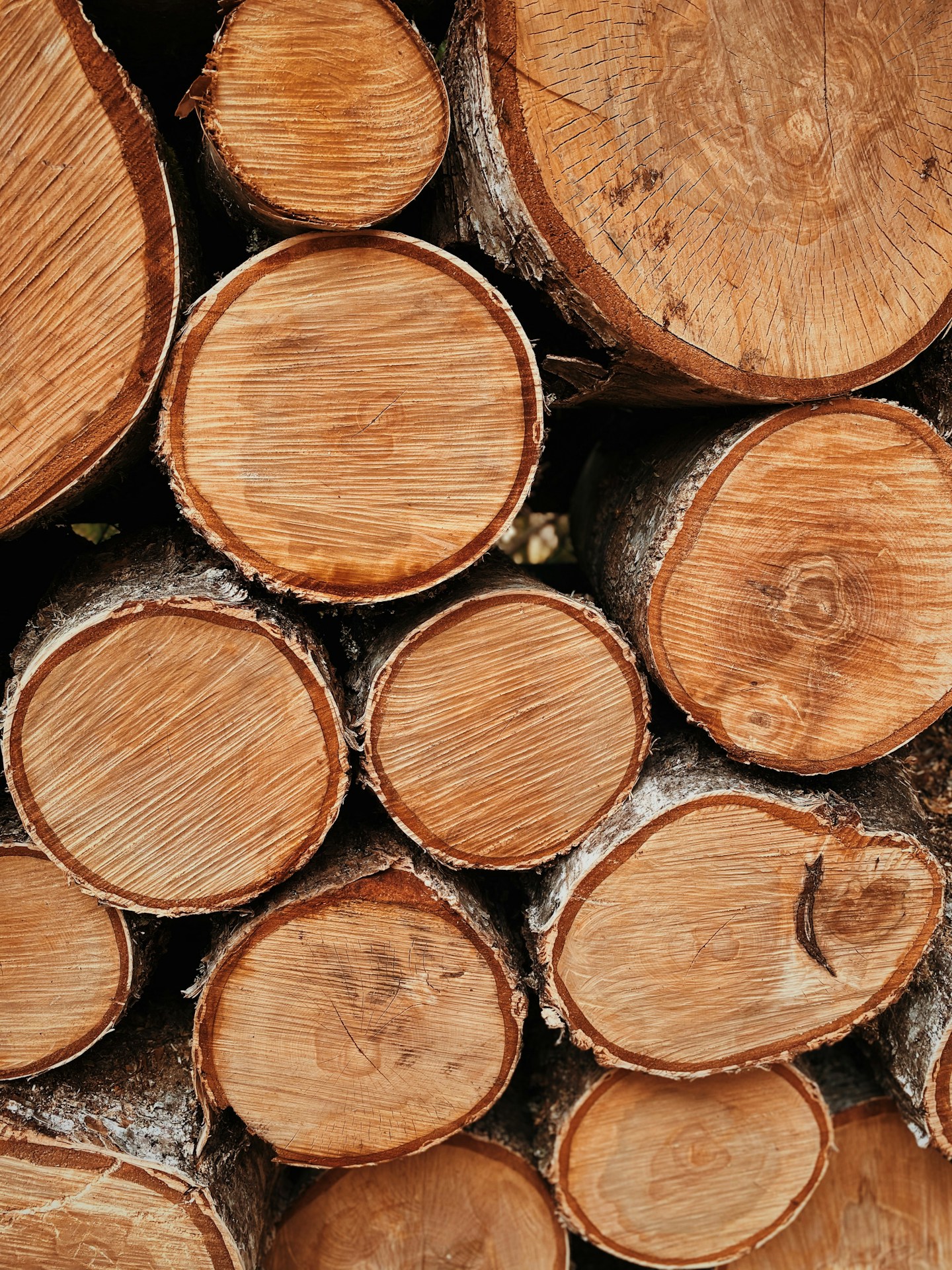 Holz