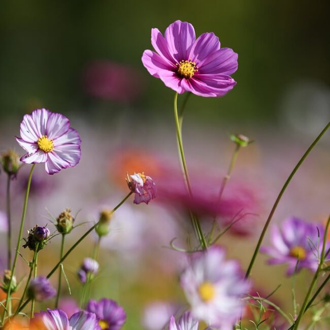 blumen wild wiese